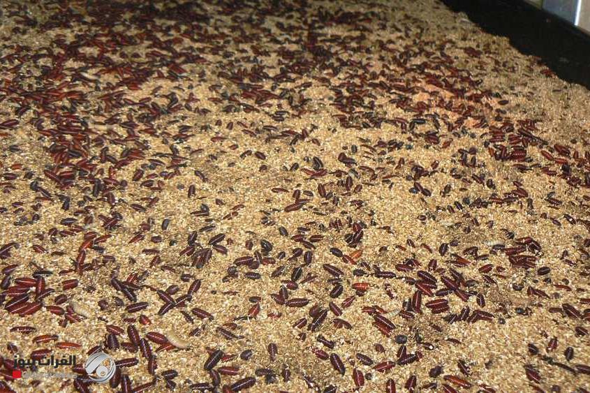 أمريكا تسجل أول إصابة بشرية بداء الدودة الحلزونية المرتبط بالسفر