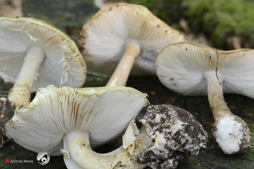 فطر سام يضرب في كاليفورنيا.. وفيات وعمليات زرع كبد