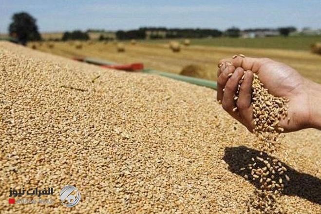 التجارة تؤكد امتلاك خزين حنطة يكفي حتى 2027 ويغطي احتياجات العام الحالي