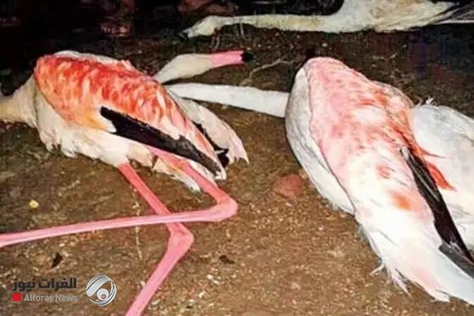 اصطدمت بطائرة.. نفوق العشرات من طيور النحام الوردي