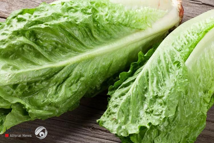 منها الخس.. إسعافات أولية طبيعية مخفية في مطبخك
