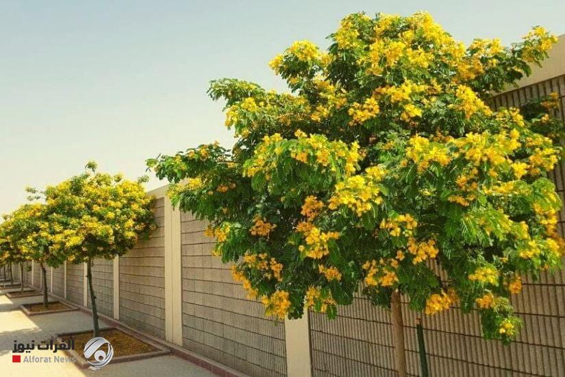 أمانة بغداد تعلن موعد أكبر حملة تشجير في العاصمة ولا تشمل زراعة النخيل