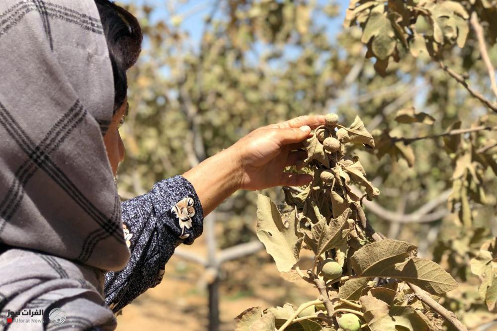 جفاف كارثي في إقليم كردستان يهلك أشجار التين والرمان والعنب