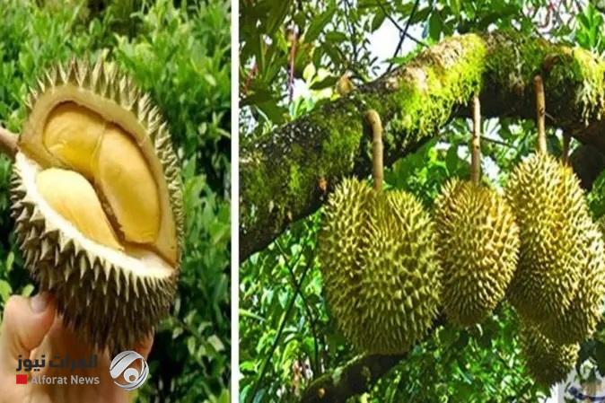 استنفار بألمانيا بسبب فاكهة .. مالقصة؟