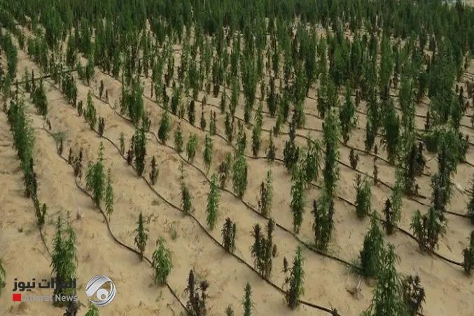 مصر.. ضبط مخدرات بقيمة 1.6 مليار جنيه داخل مزرعة بالإسماعيلية
