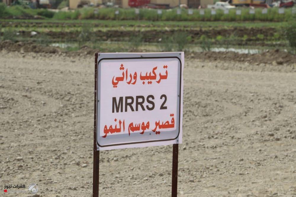 الزراعة تطلق أصناف أرز قصيرة الموسم لتقليل المياه والكلفة