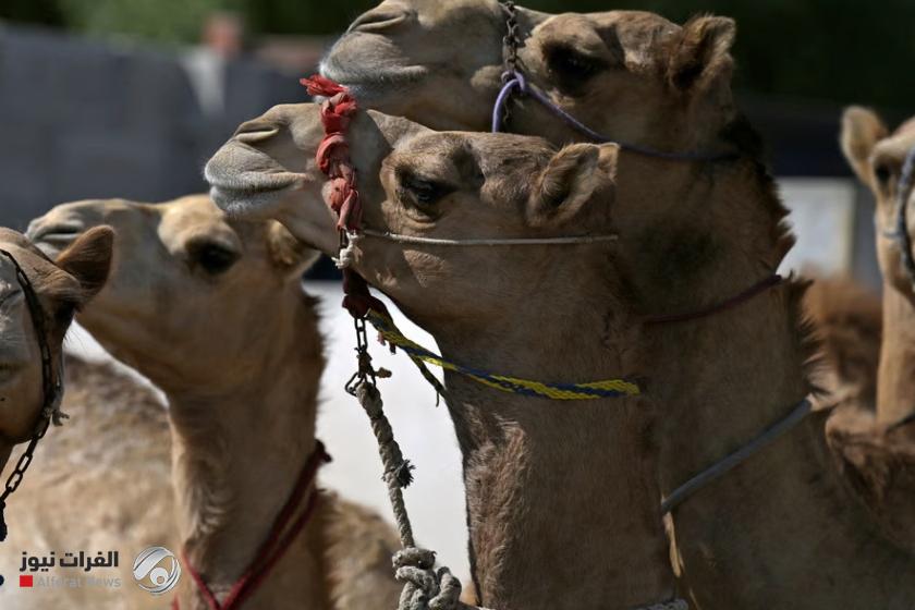 حشد لها 70 ألف يورو .. مسيرة للإبل في أحياء باريس تثير الجدل