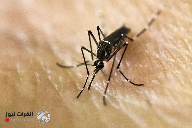 الصحة العالمية: "شيكونغونيا" يتمدد عالمياً ويهدد حياة 5.6 مليار شخص