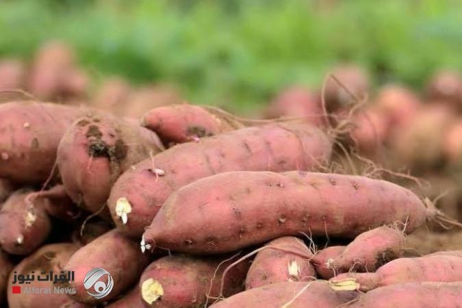 لا تتخلص من قشرة البطاطا الحلوة.. فوائدها ستفاجئك