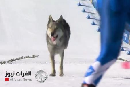 ضيف غير متوقع في الأولمبياد الشتوي.. عبر خط النهاية مع المتسابقات!