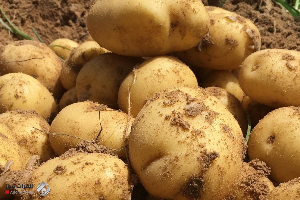 دهوك تحمي محصولها: حظر استيراد البطاطا لدعم المزارعين المحليين