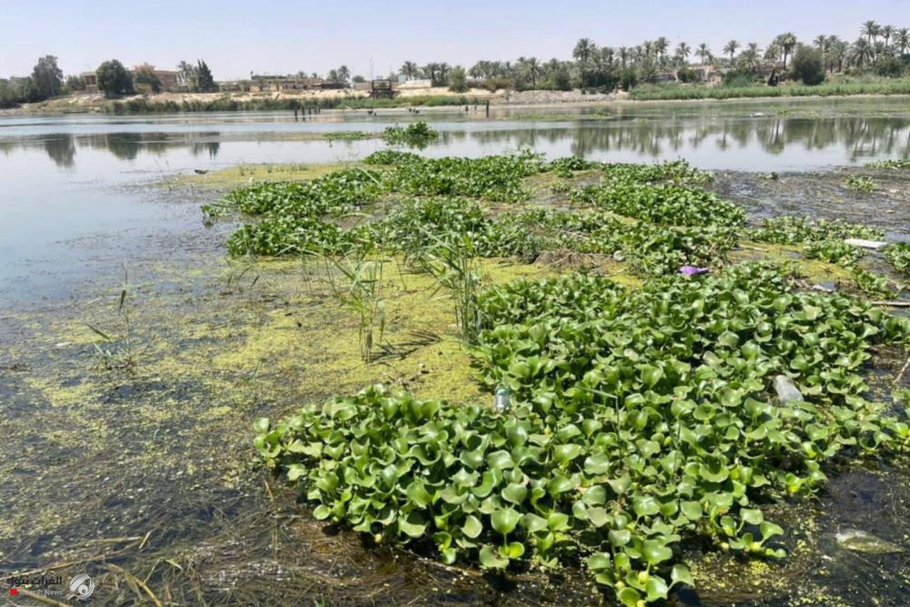 "زهرة النيل" تهدد نهر الفرات في العراق