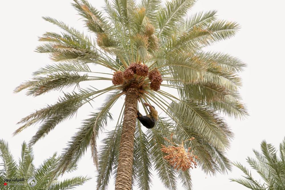 الصويرة تتصدر أقضية العراق بإنتاج التمور