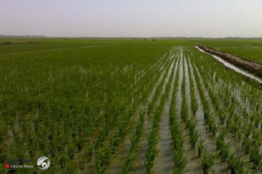 الزراعة تنفي اقرار الخطة الشتوية بثلاثة ملايين دونم