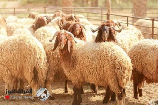 الحمى النزفية تحت المراقبة.. والصحة تصدر تعليمات عاجلة للمربين والجزارين