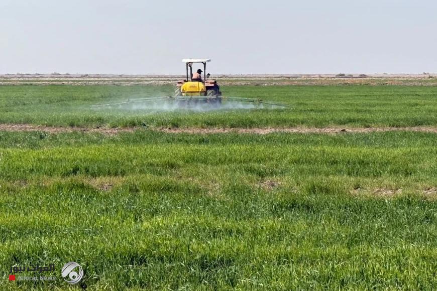 مستشار حكومي: تقليص مساحة الخطة الزراعية الصيفية