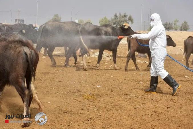 ذي قار تتصدر.. البيطرة تحصي وفيات واصابات الحمى النزفية منذ بداية العام