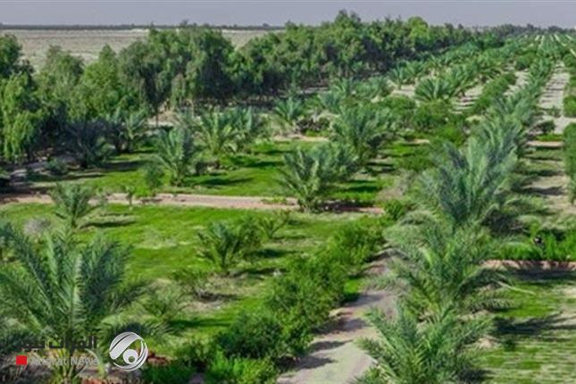 أمانة بغداد تعلن نسبة انجاز المرحلة الأولى من {الحزام الأخضر}