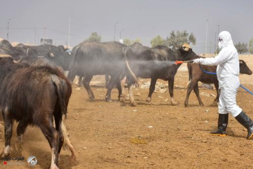 تسجيل 19 إصابة بالحمى النزفية في العراق