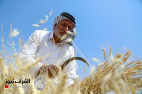 الزراعة تحدد مواعيد تسويق الحنطة
