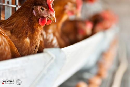 دراسة تكشف عن سلوك "بشري" لدى الدجاج