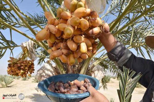 الزراعة تكشف عن خطة تنموية للنهوض بقطاع التمور في العراق