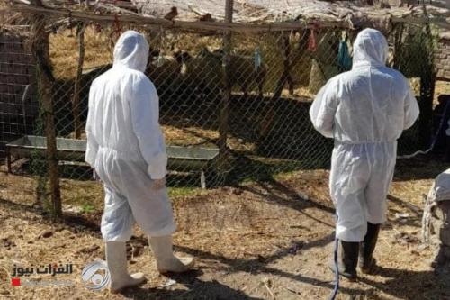 مسؤولة بيطرية تحدد الإجراءات الوقائية لتجنب الإصابة بالحمى النزفية