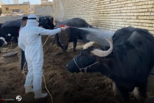تشكيل خلية أزمة لمواجهة الحمى النزفية في كركوك