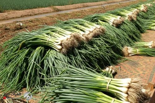 الزراعة تُقرر منع استيراد البصل الأخضر لوفرة المنتج المحلي