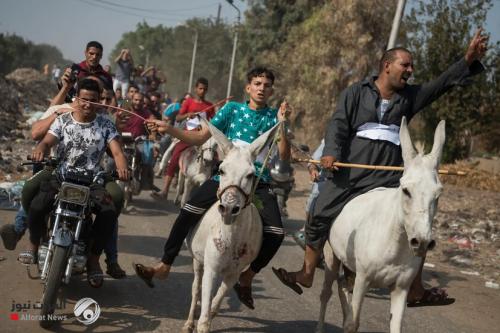 مصر.. مسؤول ينصح بالجلوس مع الحمير لتحسين المزاج