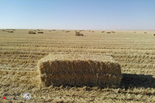 بعد العراق.. التبن البرازيلي يثير غضب المغاربة