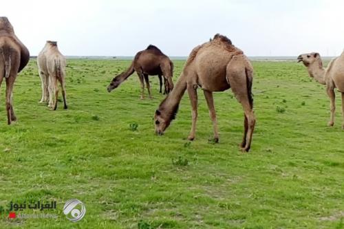 وزارة الزراعة توجه مربي الثروة الحيوانية لـ3 باديات