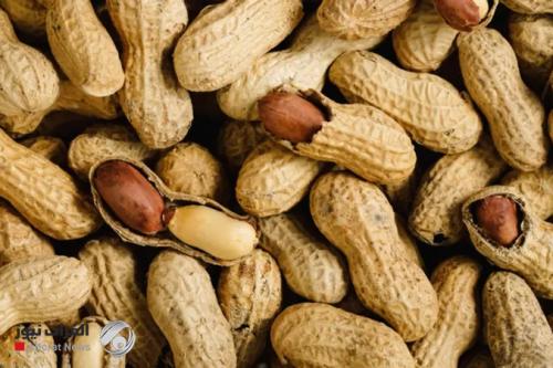 دراسة حديثة: الفول السوداني المحمص بالقشر يعزز التذكر لدى كبار السن