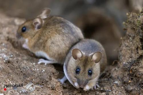 وفاة 4 أشخاص بفيروس خطير ينتشر بين الفئران.. وتحذير عاجل