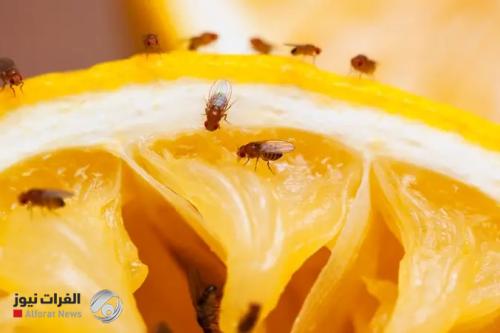بلا مواد كيميائية.. أسهل طريقة لإبعاد الذباب عن المطبخ
