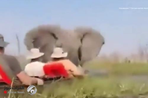 بالفيديو.. فيل ضخم يهاجم قوارب سياح وسيدة تنجو بأعجوبة