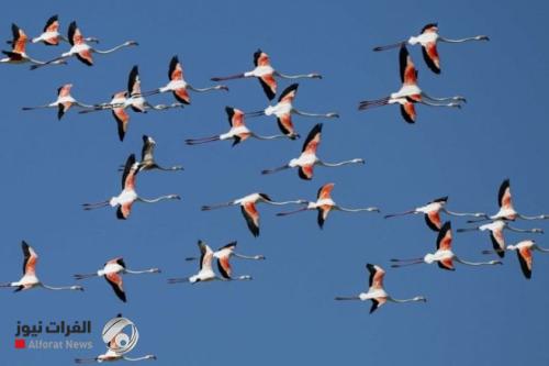 مع جفاف الأهوار.. الطيور المهاجرة الى العراق تغير وجهتها