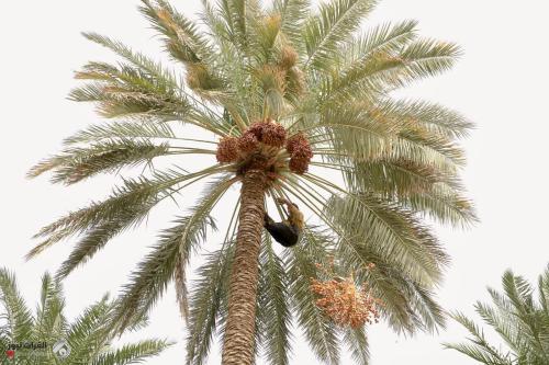 الصويرة تتصدر أقضية العراق بإنتاج التمور
