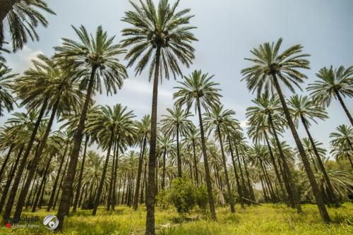 وزير الزراعة: نخطط لزيادة أعداد نخيل العراق الى 30 مليوناً خلال أعوام