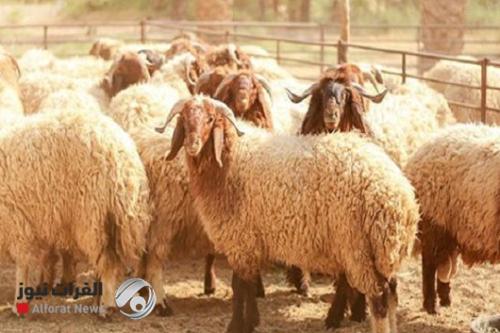 الحمى النزفية تحت المراقبة.. والصحة تصدر تعليمات عاجلة للمربين والجزارين