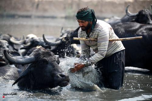 خطر الجفاف يهدّد بإبادة آيقونة الأهوار العراقية