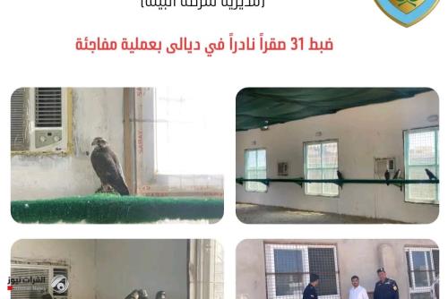 ديالى.. ضبط 31 صقراً نادراً في بلدروز