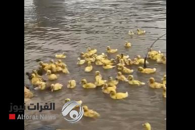 بالفيديو.. شرطة البيئة تحذر: إطلاق أفراخ البط وسلاحف الماء بنهر دجلة تهدد بتدمير نظامه البيئي