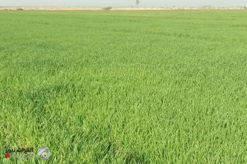 لجنة برلمانية: الأمن الغذائي سيتحقق لتوقعات مبشرة بموسم ممطر
