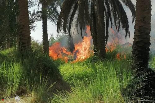 الزراعة تكشف عن صندوق تعويضات الأول من نوعه لفلاحي العراق
