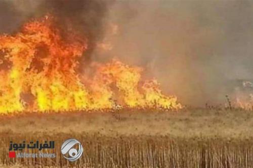 عضو في الزراعة النيابية: حرق المحاصيل خطة لجعل البلد غير منتج