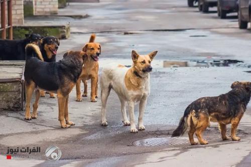 الملايين منها سائبة.. كلبان يذعران جنوب تركيا وفرض حجر صحي