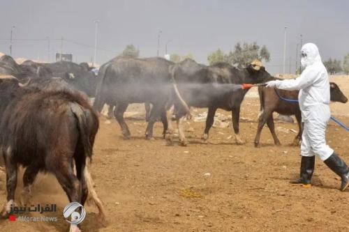 البيطرة تسجل انخفاضاً بإصابات الحمَّى النزفيَّة وتكشف عدد الوفيات