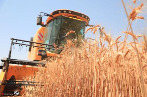 الزراعة: استمرار تسليم مستحقات تسويق الحنطة بانسيابية عالية
