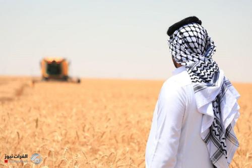 التجارة تعلن نجاح موسم تسويق الحنطة في المحافظات الجنوبية